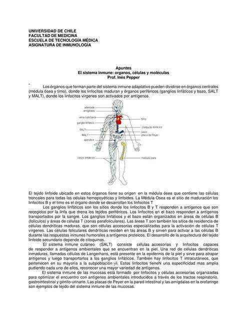 El Sistema Inmune: Órganos, Células y Moléculas