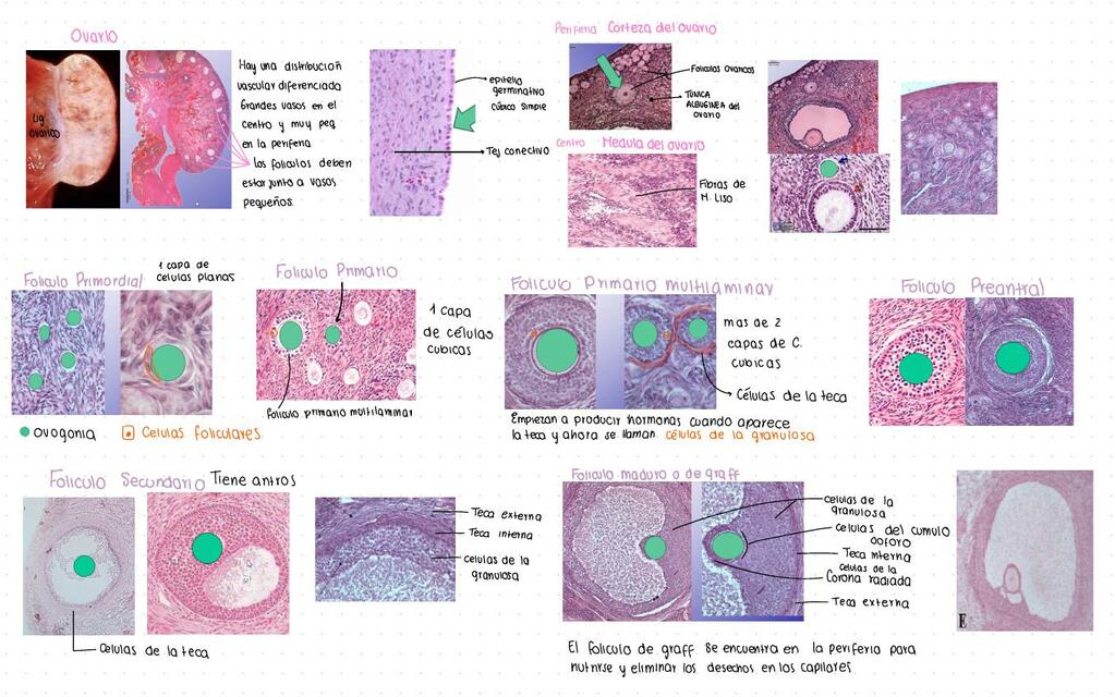 Histología del Sistema Reproductor Femenino 