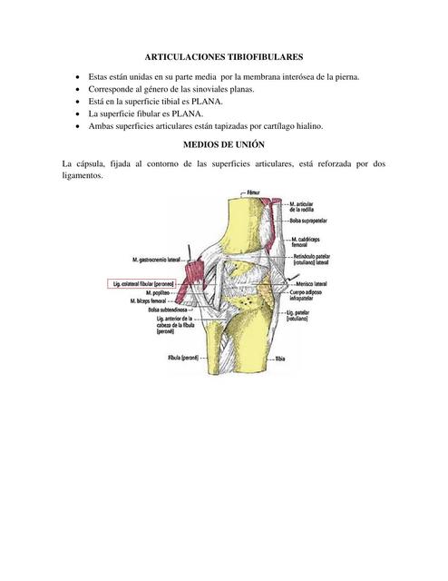 Articulaciones Tubiofibulares