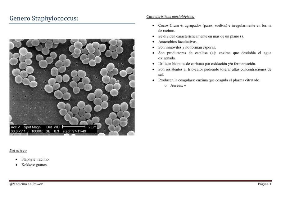 Género Staphylococcus