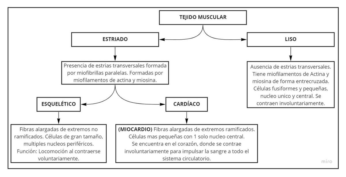 Tejido Muscular 