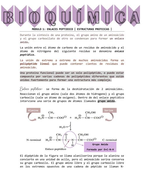 Enlaces Peptídicos