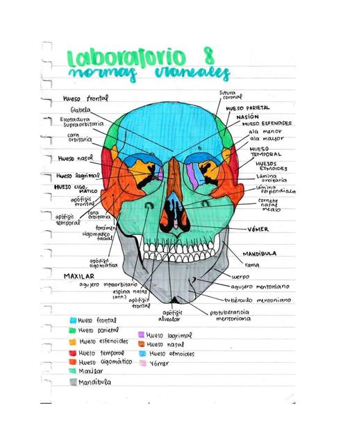 Normas craneales y mandíbula