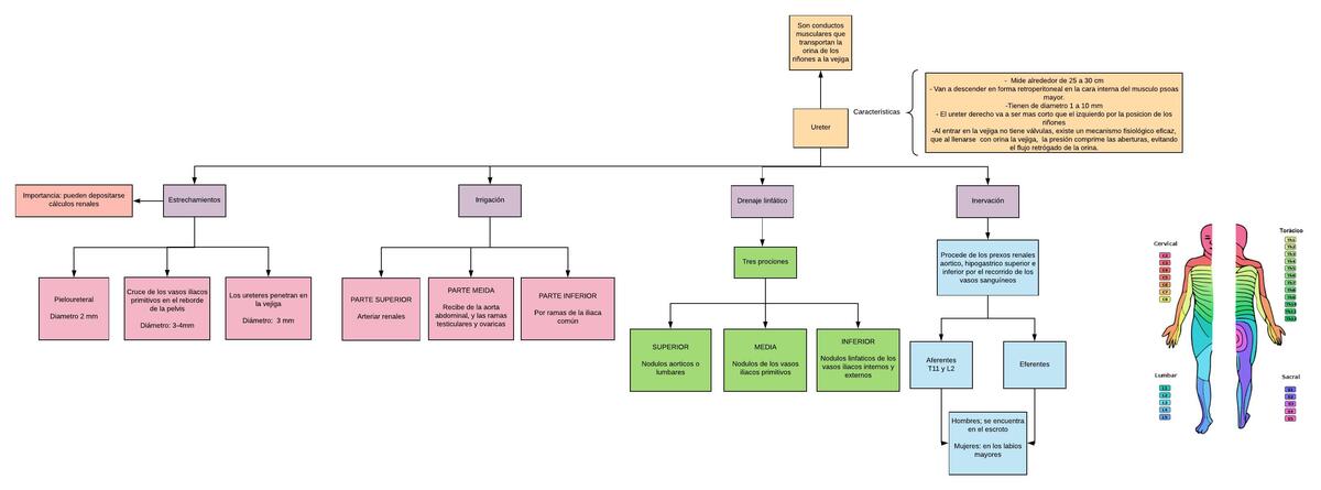 Uréteres y Glándulas Suprarrenales