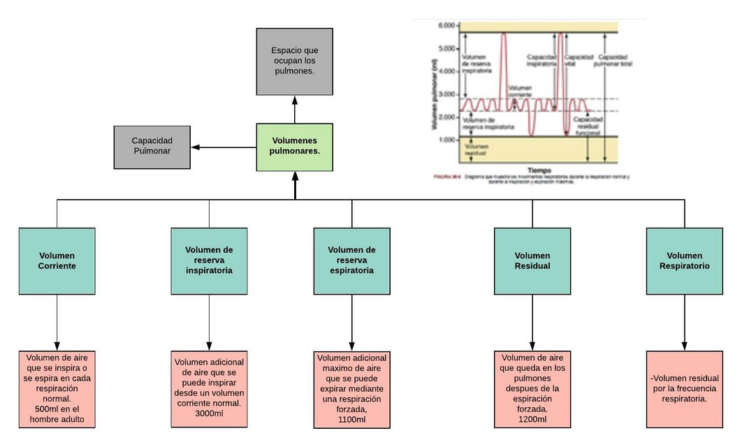 Volúmenes Pulmonares 