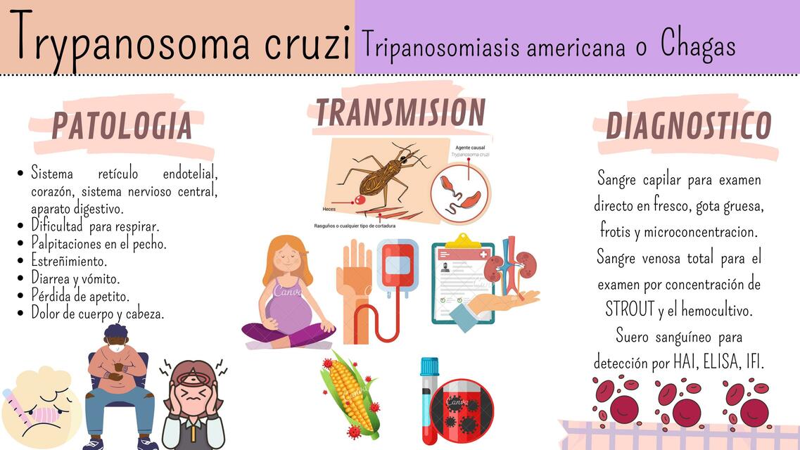 Trypanosoma Cruzi