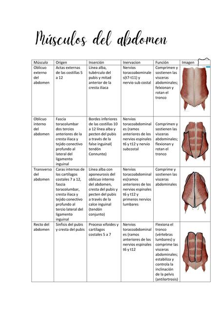 Músculos del Abdomen 