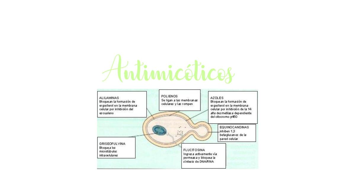 Antimicóticos