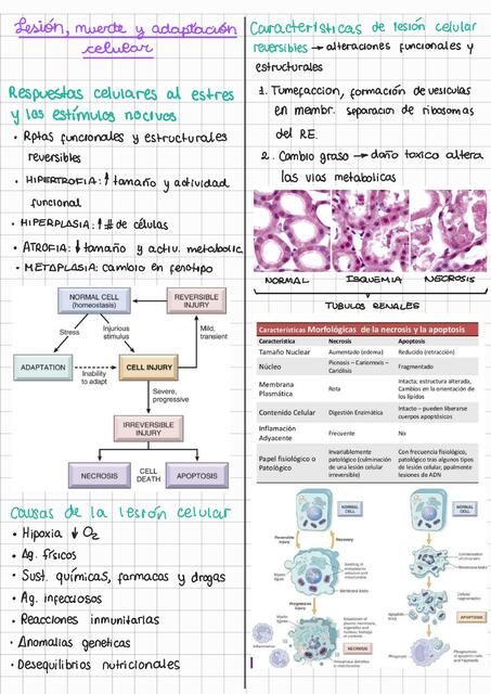 Lesión, Muerte y Adaptación Celular