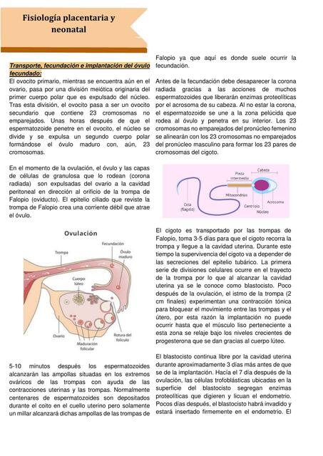 Fisiología Placentaria y Neonatal