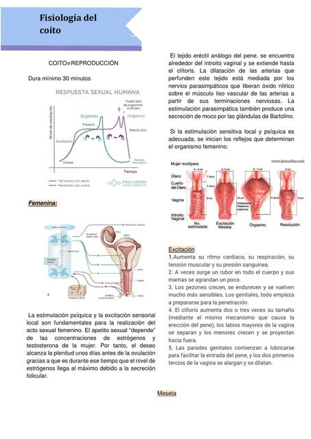 Fisiología del Coito