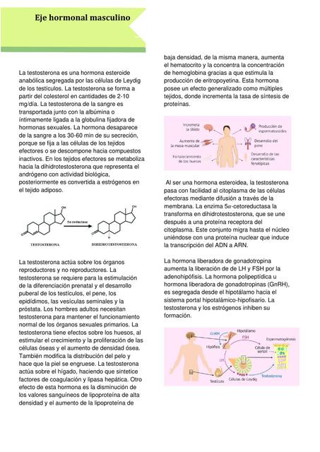 Eje Hormonal Masculino