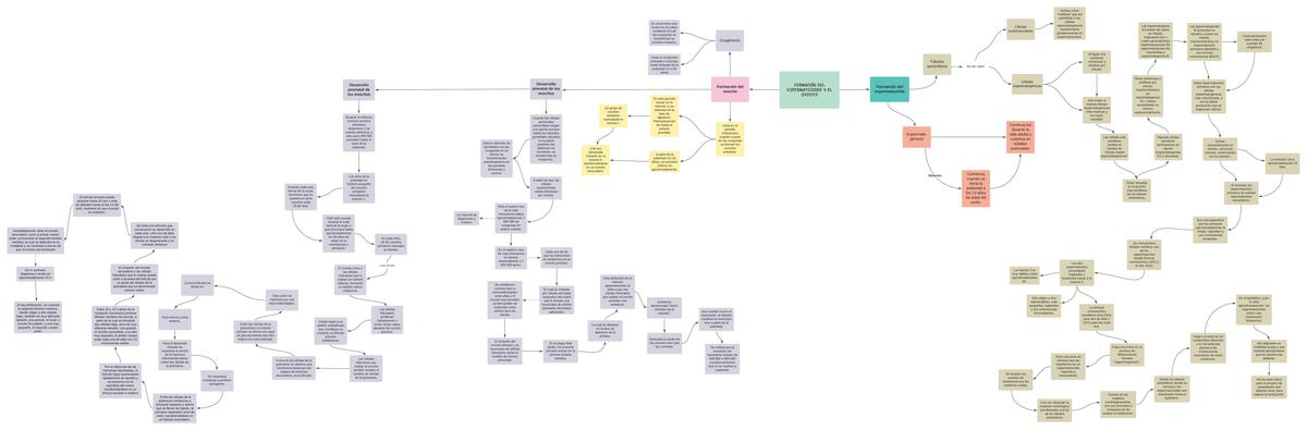 Mapa Conceptual- Gametogénesis