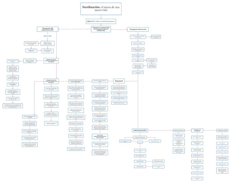 Mapa conceptual - Fertilización: el inicio de una nueva vida