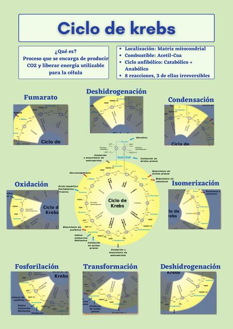 Ciclo de Krebs