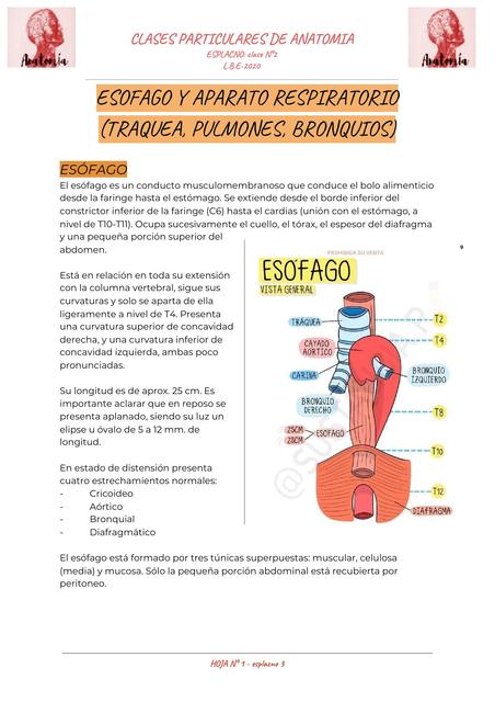 Esófago y aparato respiratorio (Traquea, pulmones, bronquios)