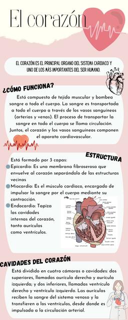 Infografía del Corazón