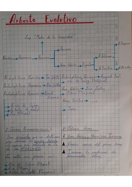 Arbusto Evolutivo