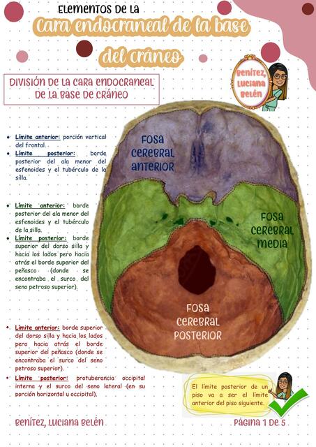 Cabeza y cuello - Cara endocraneal de la base de cráneo