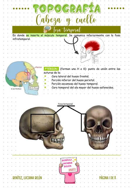 Cabeza y cuello - Topografía