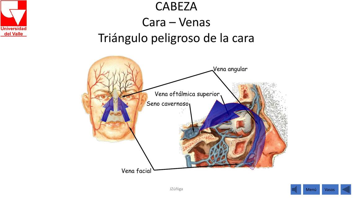 Anatomía de la Cabeza