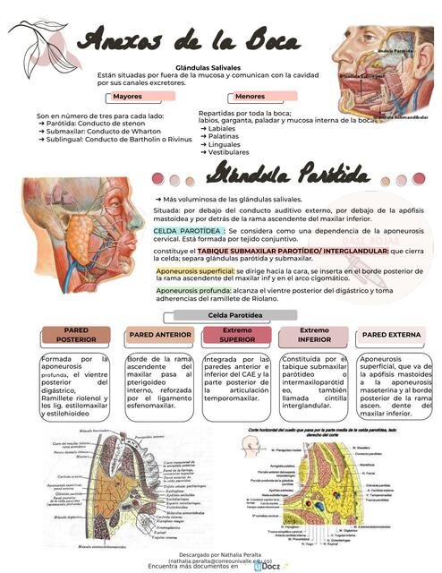 Glándula Parótida