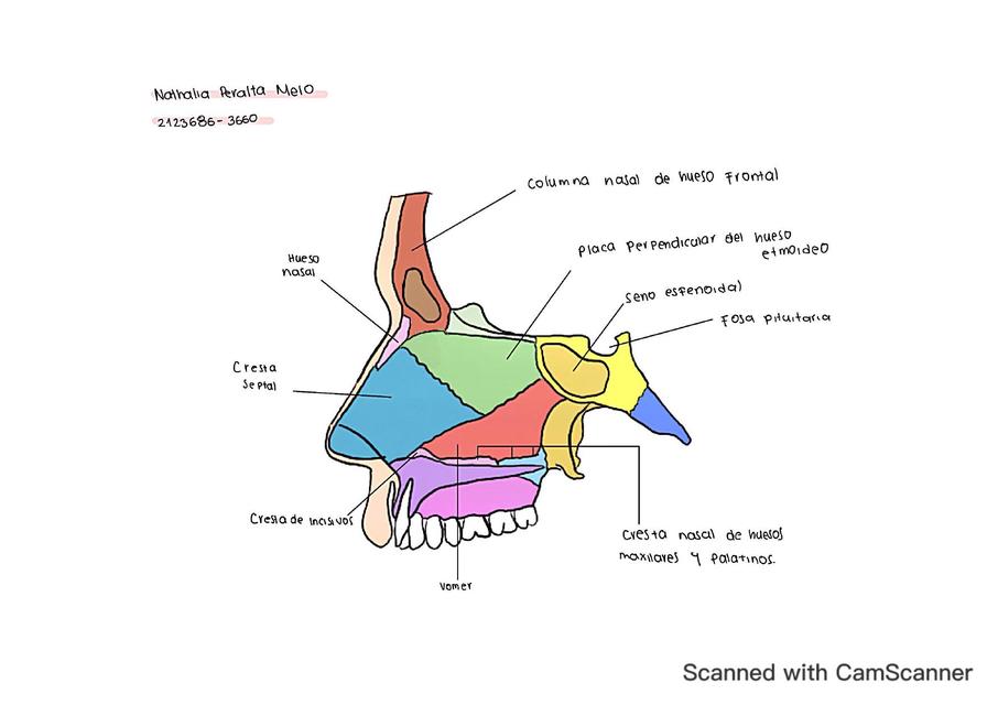 Dibujos de Anatomía