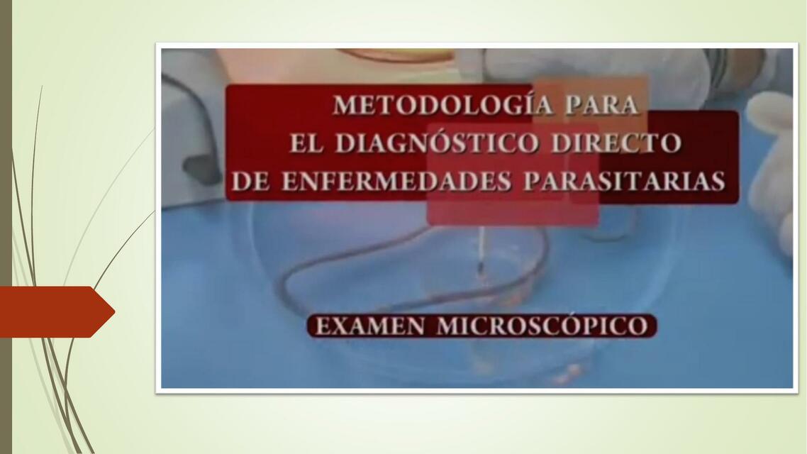 Presentación de parasitología