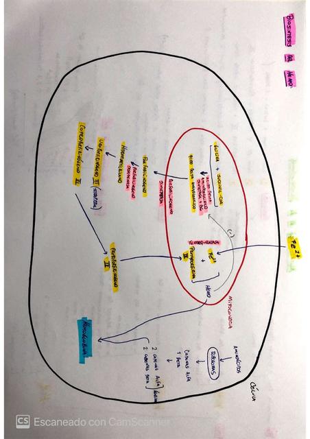Metabolismo del Hierro y de la Hemoglobina