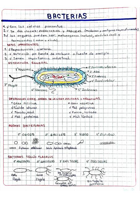 Bacterias