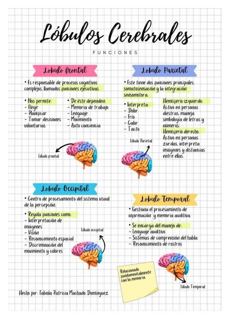 Lóbulos cerebrales