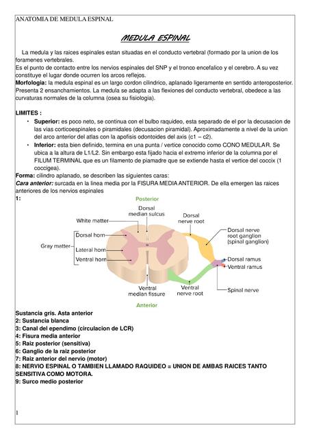 Medula Espinal