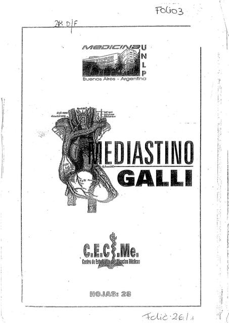 Mediastino Galli 