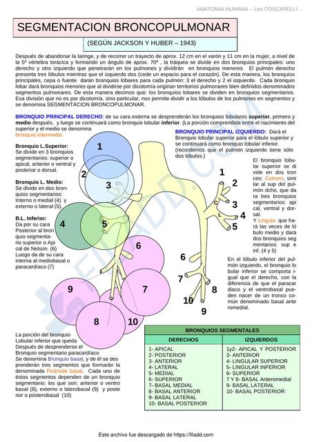 Segmentación Broncopulmonar