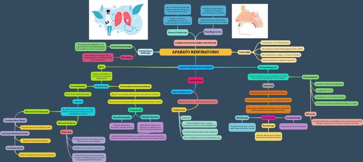 Aparato Respiratorio 