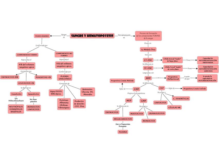 Sangre y Hematopóyesis 