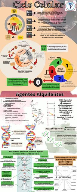 Ciclo Celular y Agentes Alquilantes