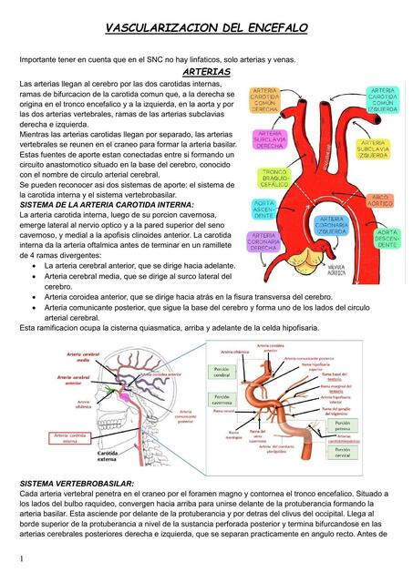 Vascularización Cerebral 