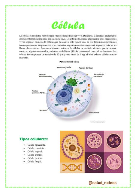 Célula y Tipos