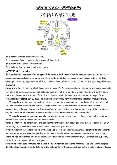 Anatomía de Ventrículos Cerebrales