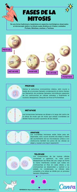 Fases de la Mitosis