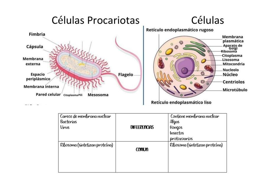 Células Procariotas y Eucariotas