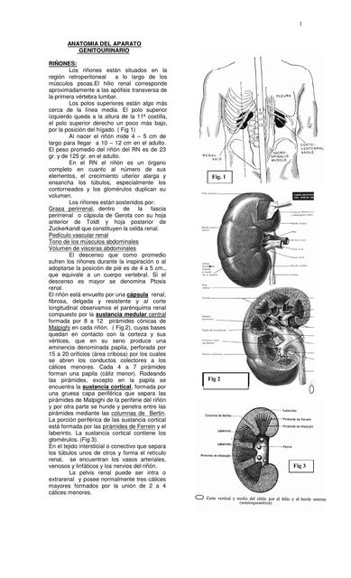 Anatomía del Aparato Genitourinario