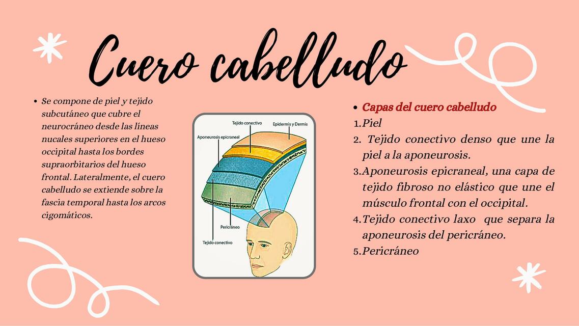 Músculos de la Mímica y Masticación