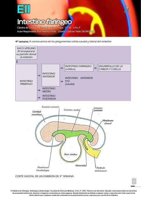 INTESTINO FARÍNGEO