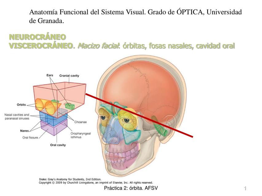 Anatomía Funcional del Sistema Visual