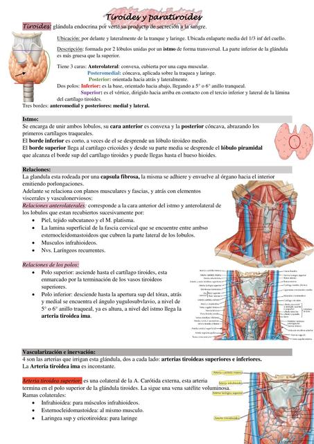 Tiroides y Paratiroides