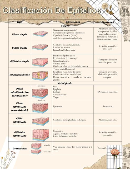 Clasificación de Epitelios