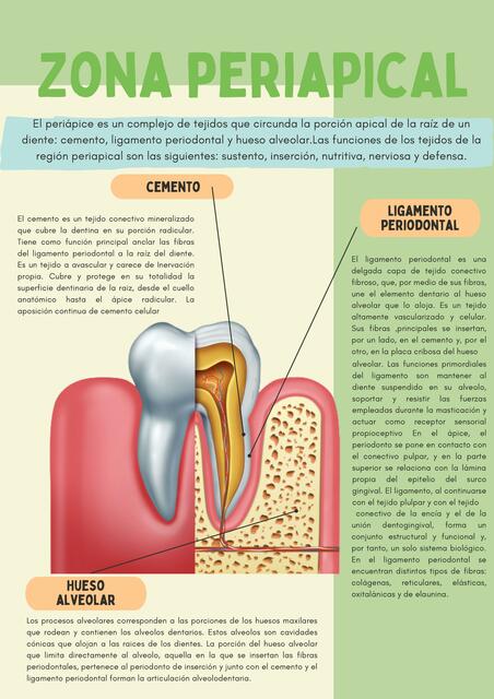 Zona Periapical