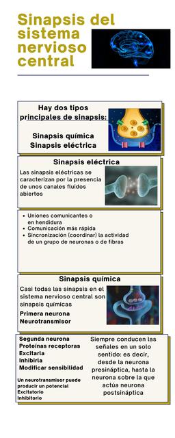 Sinapsis del Sistema Nervioso Central